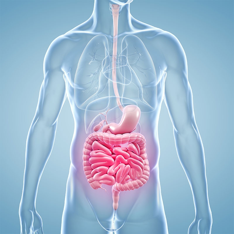 Reizdarm Ursachen auf einen Blick